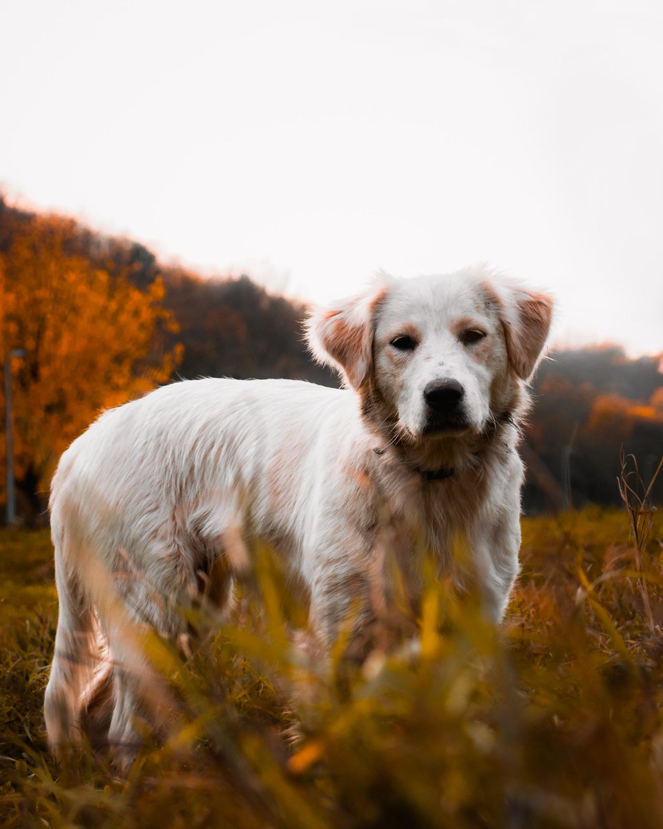 Doggo enjoys the autumn vibes 🍁
You, enjoy the Doggo photo!

___
#photo #animal #dog #photography #photos #photooftheday #AutumnFalls #Autumnvibes #vibes #autumn #fall