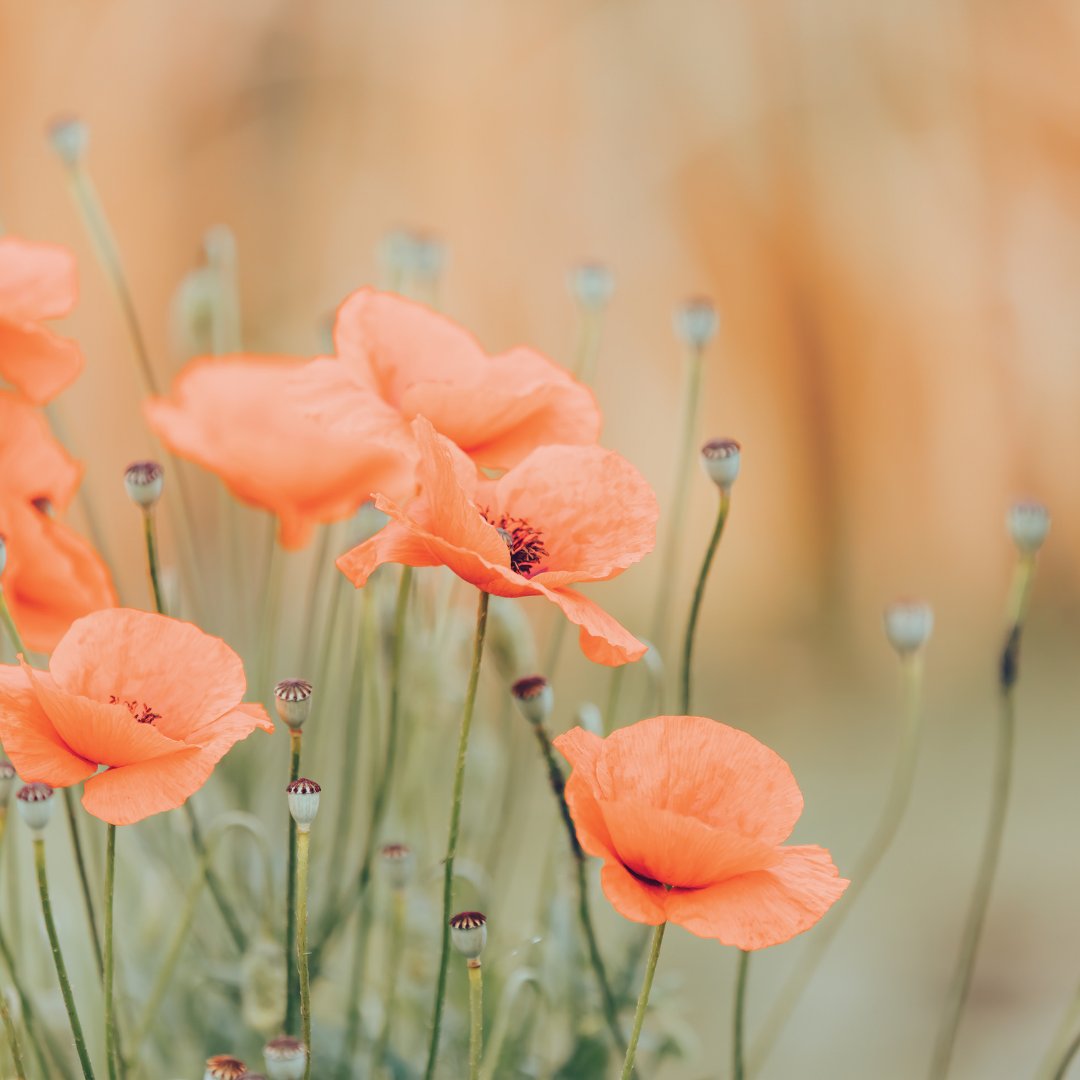 AlvesCustomYMM's tweet photo. The Act of Remembrance

They shall grow not old, as we that are left grow old;
Age shall not weary them, nor the years condemn.
At the going down of the sun and in the morning
We will remember them.
We will remember them. https://t.co/ZVQjxASjiX