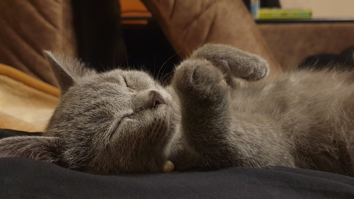 dausorm's tweet image. Булочка