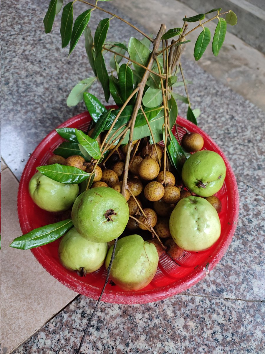 Cây nhà lá vườn