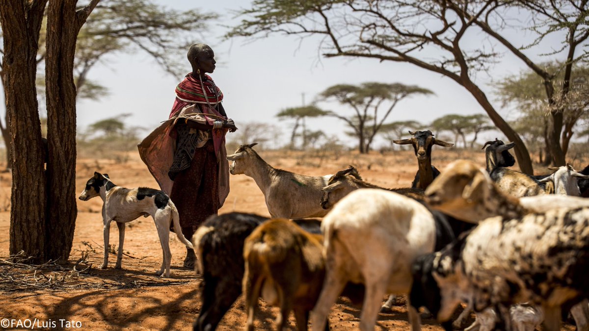 Thanks to <a href="/UNCERF/">CERF - The UN's emergency fund</a>'s contribution, <a href="/FAO/">Food and Agriculture Organization</a> will protect the livestock assets and safeguard the livelihoods of vulnerable households affected by severe drought in #Kenya.

The project will directly benefit over 99 800 people: bit.ly/3HbOMSW

#InvestInHumanity