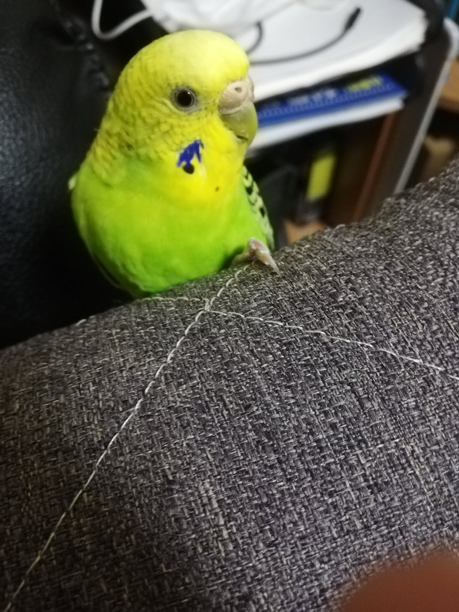 #セキセイインコのなち
今日のなっちゃん🕊️☕
✨かわいいね！✨