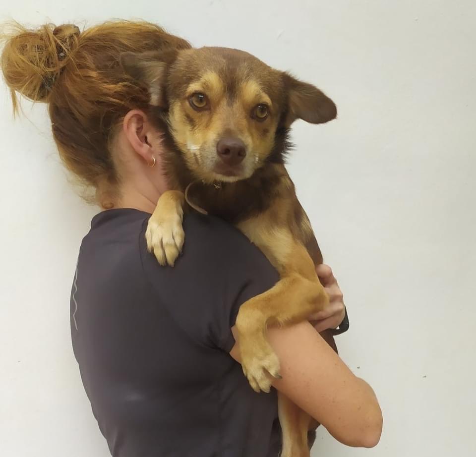 The Company of Dogs tweet media