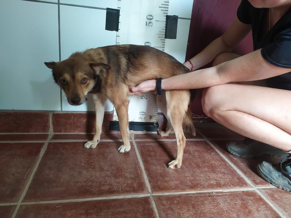 The Company of Dogs tweet media