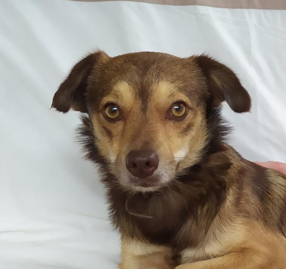 The Company of Dogs tweet media