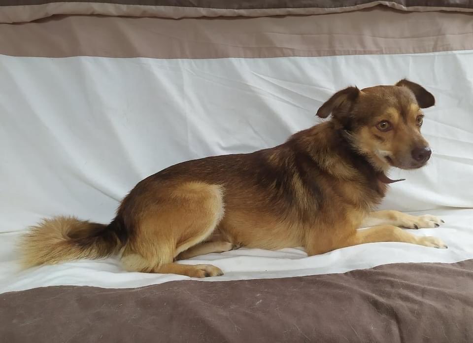 The Company of Dogs tweet media