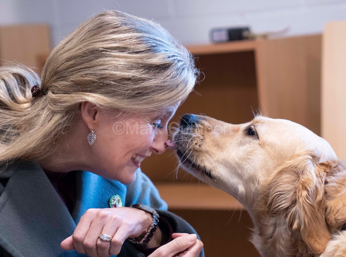markacuthbert's tweet photo. Sophie, Countess of Wessex gets lots of kisses from some adorable dogs during a visit to the @guidedogs National Centre. #Royals #guidedogs #sophiewessex #dog #puppy https://t.co/BKgJ1KTNdK