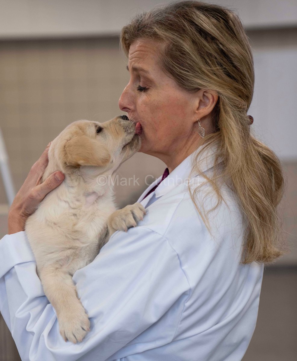 markacuthbert's tweet photo. Sophie, Countess of Wessex gets lots of kisses from some adorable dogs during a visit to the @guidedogs National Centre. #Royals #guidedogs #sophiewessex #dog #puppy https://t.co/BKgJ1KTNdK