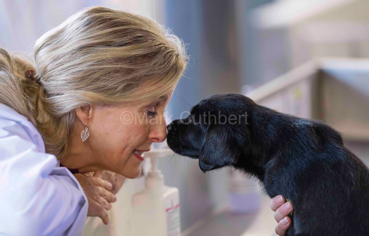 markacuthbert's tweet photo. Sophie, Countess of Wessex gets lots of kisses from some adorable dogs during a visit to the @guidedogs National Centre. #Royals #guidedogs #sophiewessex #dog #puppy https://t.co/BKgJ1KTNdK