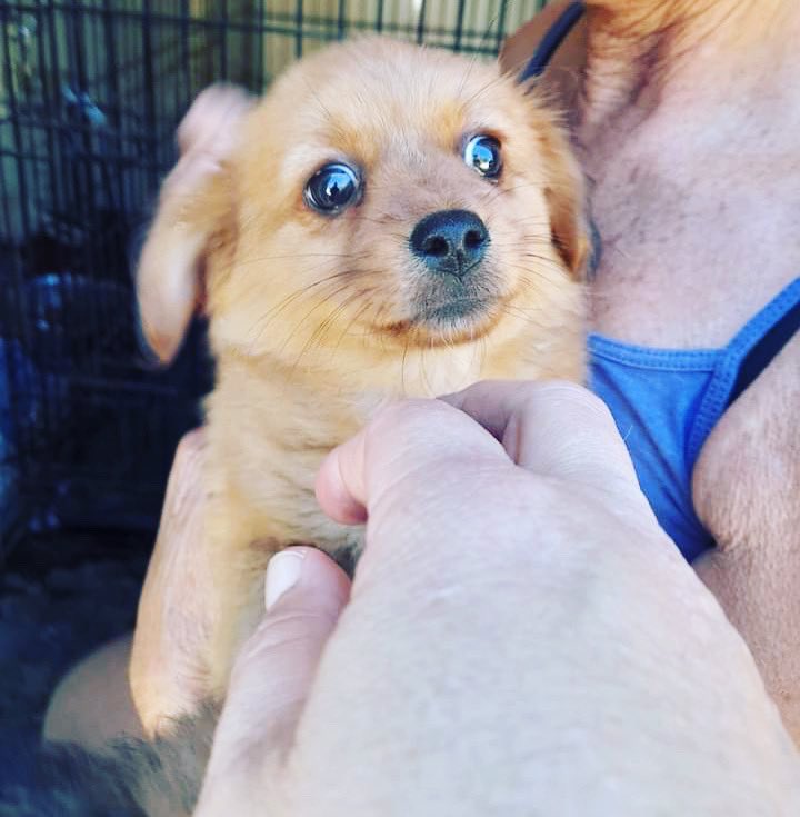 The Company of Dogs tweet media