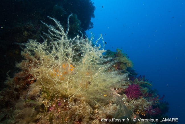 DORIS_ffessm's tweet photo. Une nouvelle #algue brune d'Europe arrive sur DORIS : l'arthroclade velue (velue mais pas poilue !).
LAMARE Véronique, VERLAQUE Marc in : #DORIS, 11/11/2021:
Arthrocladia villosa (Hudson) Duby, https://t.co/fs7mvxqkds
#biodiversité #végétaux #VelueMaisPasPoilue #Ochrophyta https://t.co/XDG3XpkhrR