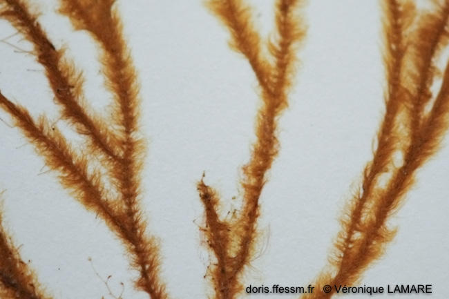 DORIS_ffessm's tweet photo. Une nouvelle #algue brune d'Europe arrive sur DORIS : l'arthroclade velue (velue mais pas poilue !).
LAMARE Véronique, VERLAQUE Marc in : #DORIS, 11/11/2021:
Arthrocladia villosa (Hudson) Duby, https://t.co/fs7mvxqkds
#biodiversité #végétaux #VelueMaisPasPoilue #Ochrophyta https://t.co/XDG3XpkhrR