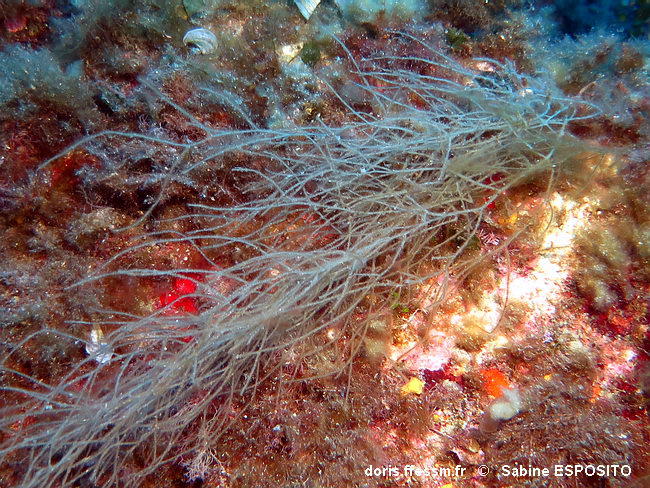 DORIS_ffessm's tweet photo. Une nouvelle #algue brune d'Europe arrive sur DORIS : l'arthroclade velue (velue mais pas poilue !).
LAMARE Véronique, VERLAQUE Marc in : #DORIS, 11/11/2021:
Arthrocladia villosa (Hudson) Duby, https://t.co/fs7mvxqkds
#biodiversité #végétaux #VelueMaisPasPoilue #Ochrophyta https://t.co/XDG3XpkhrR