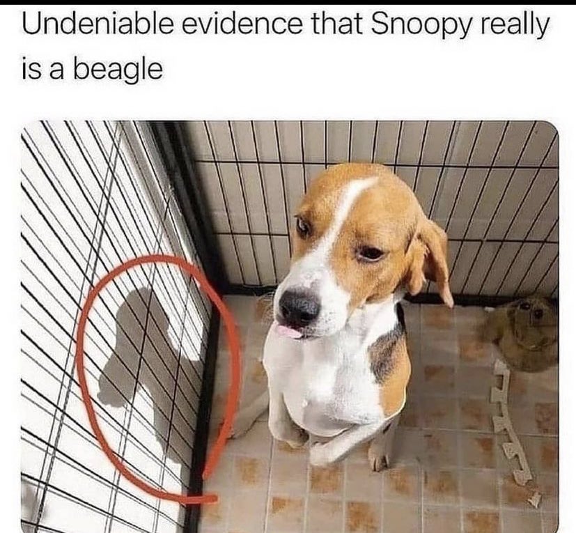 WholesomeMemes (@wholesomememe) on Twitter photo 