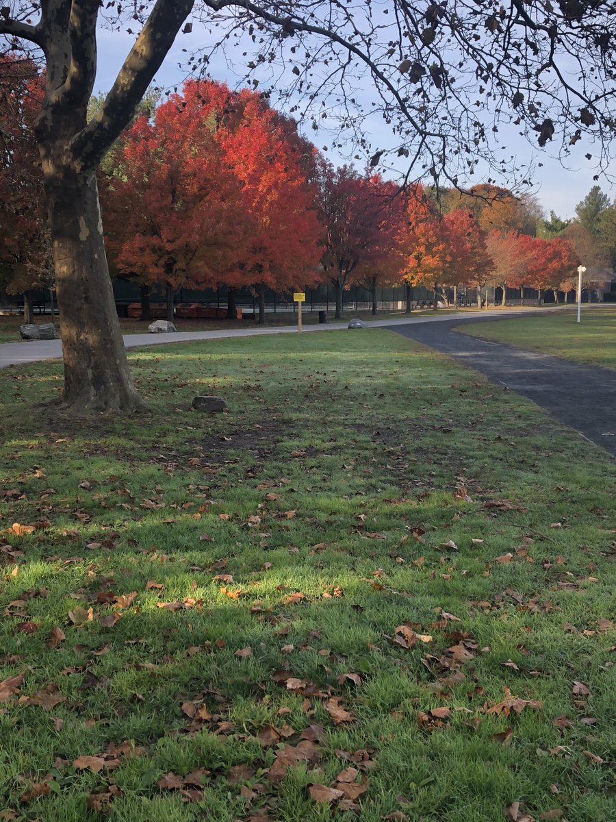 The maples on the Flats were looking rather splendid this morning. @VanCortlandtTC #bronxrunning