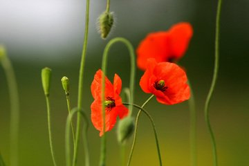 tillyardmgmt's tweet photo. #CanadaRemembers https://t.co/DJARNkhIMZ