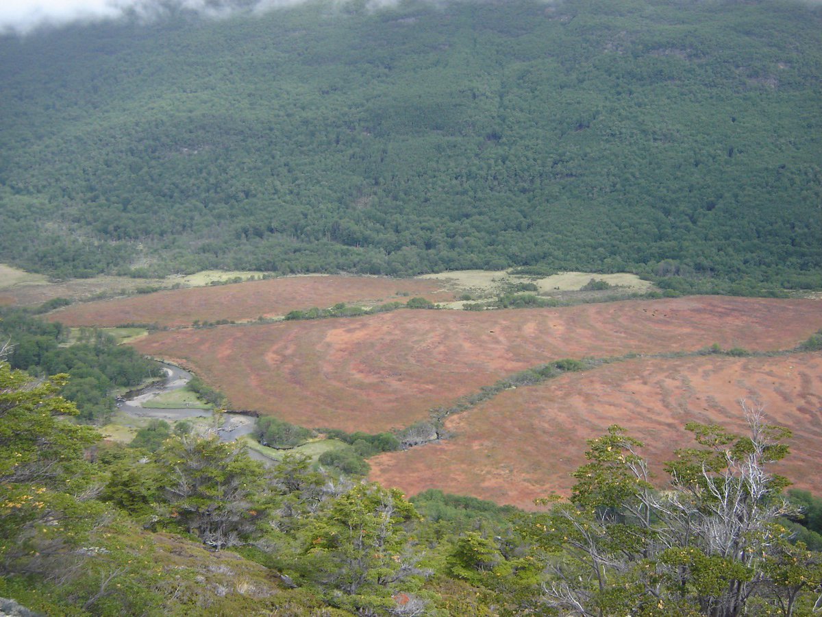 pcrushell's tweet photo. @NiallOB @mapalljohn @greifswaldmoor @TannebergerF @IUCNpeat Fantastic!! Had the pleasure of visiting them with IMCG in 2005!! Amazing places bright red with Sphagnum magellanicum!! https://t.co/uR2lWmgki9