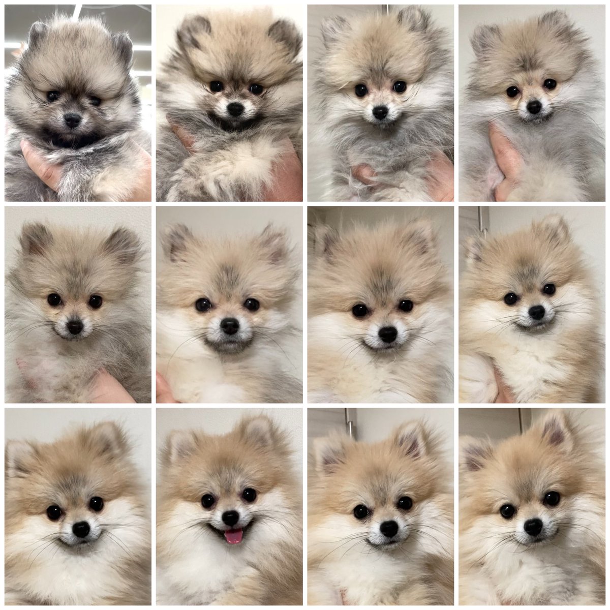 Day359（生後422日） 出会って1年が経ちました🐶 2020/11/8(生後1ヶ月