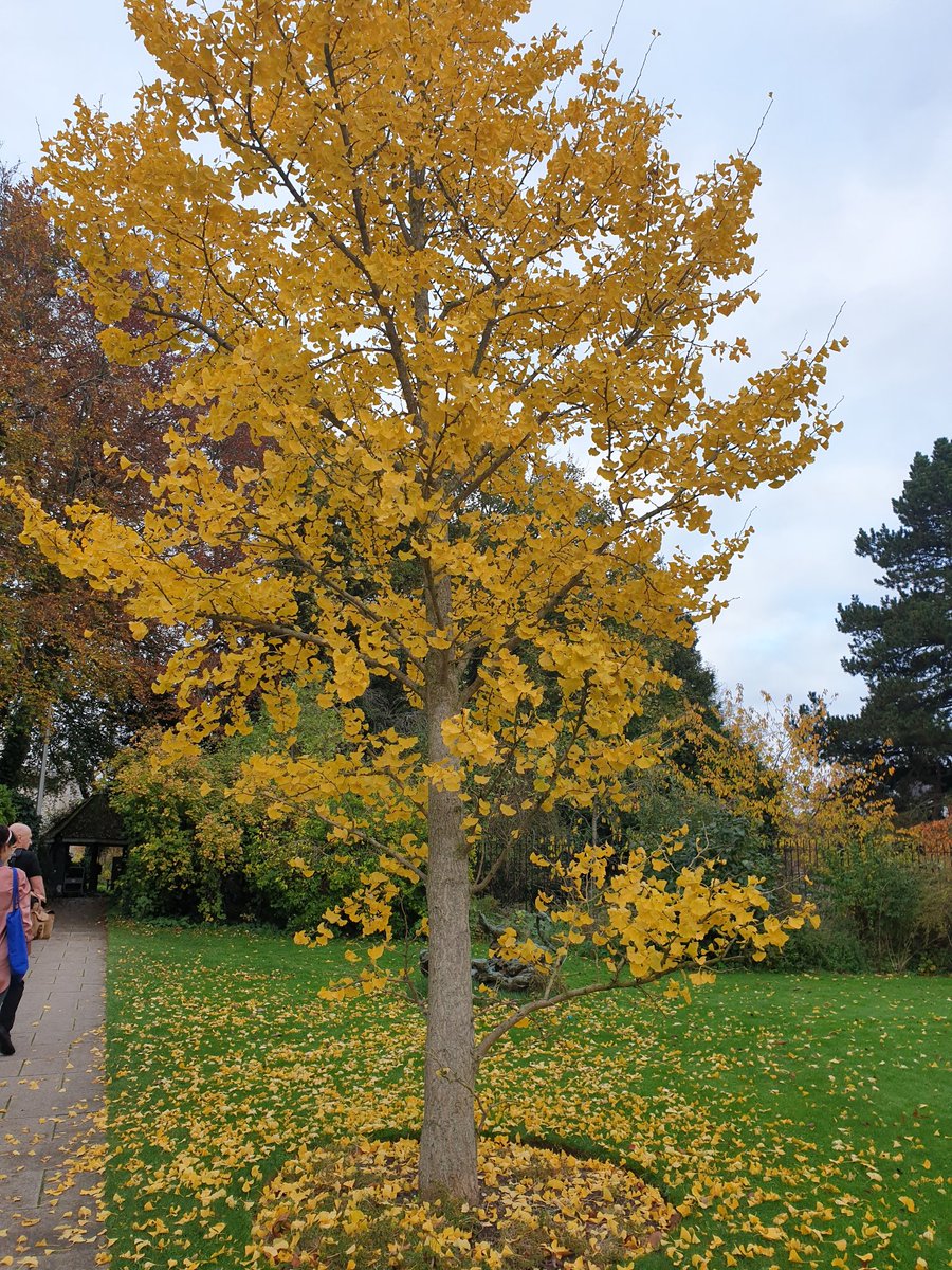 MECCambridge's tweet photo. There are some beautiful autumn colours around College at the moment π π
#DomeIsHome #MurrayEdwardsCollege #Medwards #Autumn #Fall #Cambridge https://t.co/C4tzHE3455