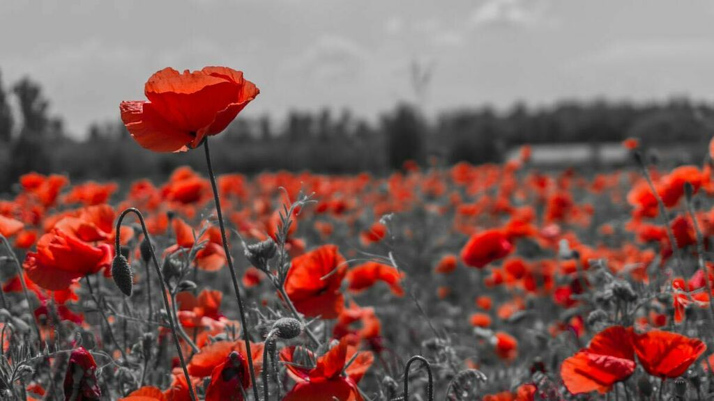 MagazineMarquee's tweet photo. Today we honour our heroes  and remember the price of freedom. Their sacrifices and what they fought for will continue to live on in all of us. Thank you to our Veterans. 🙏#lestweforget https://t.co/nTmJZkg1ZI https://t.co/BRgtcXMYmC