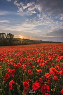 RotaryRochEast's tweet photo. Veterans Day, Thursday 11 November 2021. https://t.co/t6j4IpWfAP