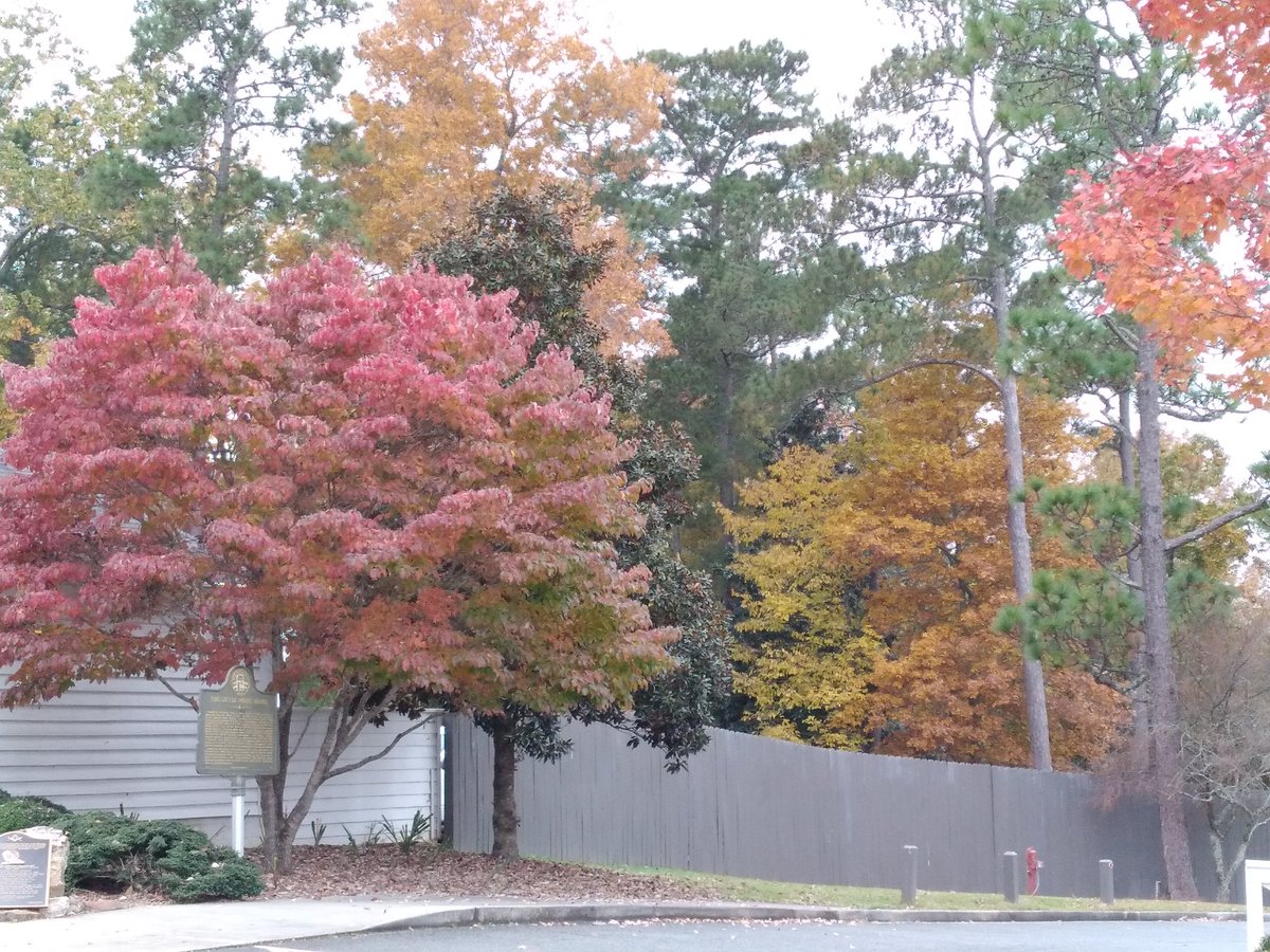 OfficialLWH's tweet photo. The fall colors on our trees 🌳 around the Little White House are amazing. Come and check out these beautiful fall leaves. #FDR #lwh #daytrip #GaStateParks  #GaLeafWatch #fallyall #fallcolor #leafwatching https://t.co/h0P7il1fIq