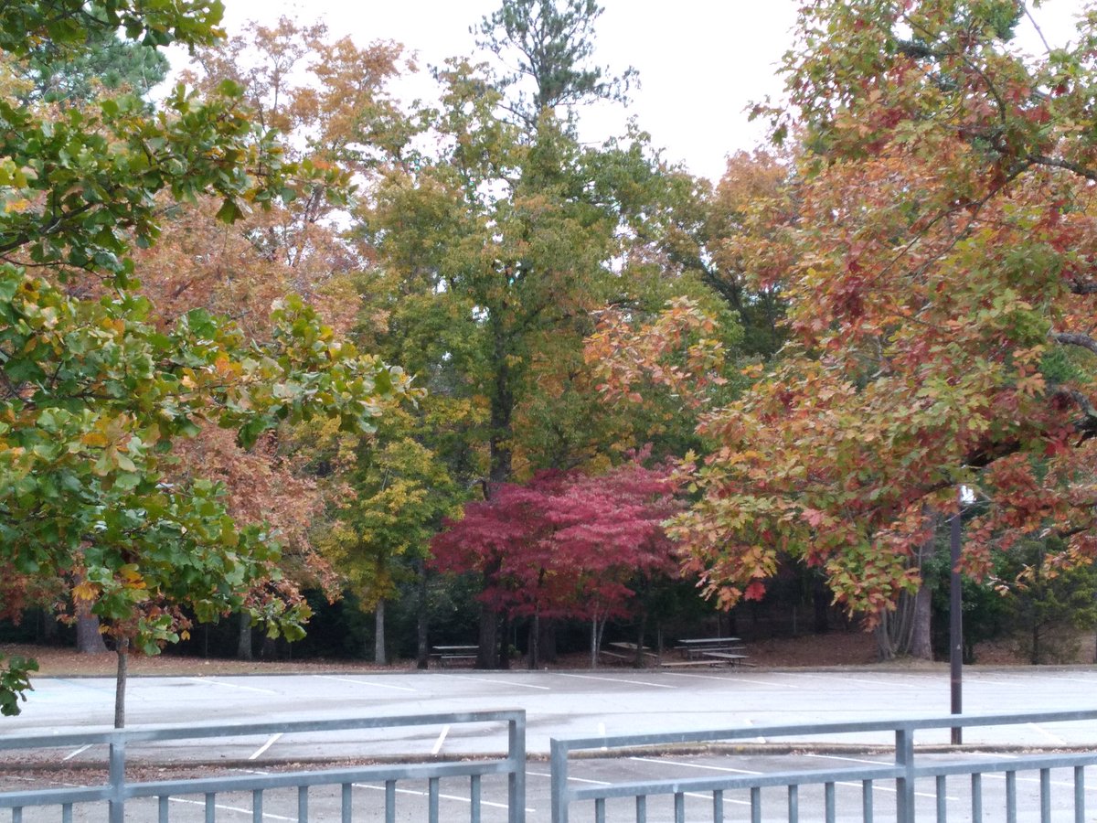 OfficialLWH's tweet photo. The fall colors on our trees 🌳 around the Little White House are amazing. Come and check out these beautiful fall leaves. #FDR #lwh #daytrip #GaStateParks  #GaLeafWatch #fallyall #fallcolor #leafwatching https://t.co/h0P7il1fIq