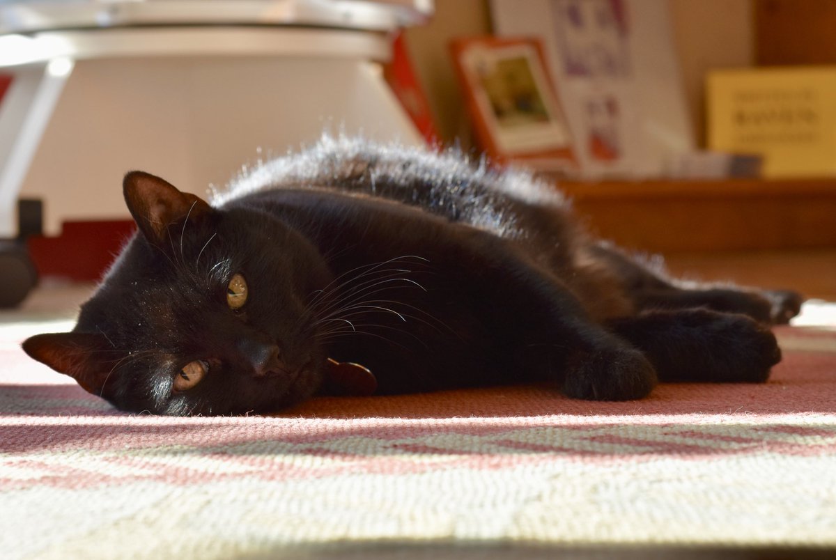 ravenbookstore's tweet photo. A queen retires: today is Ngaio’s last day as a bookstore cat. We’ve all loved spending the last 10+ years with her, and we’re thankful for every time we got trapped because she fell asleep on our lap. https://t.co/MNCkkKfefq