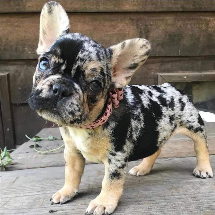 CuteAnimalsSpa1's tweet photo. I'm in love with this print! 😍💯❤🥰
#love #pets #pet #dogsoftwitter #dogsofelon #dog #puppies https://t.co/futJ73TyhT