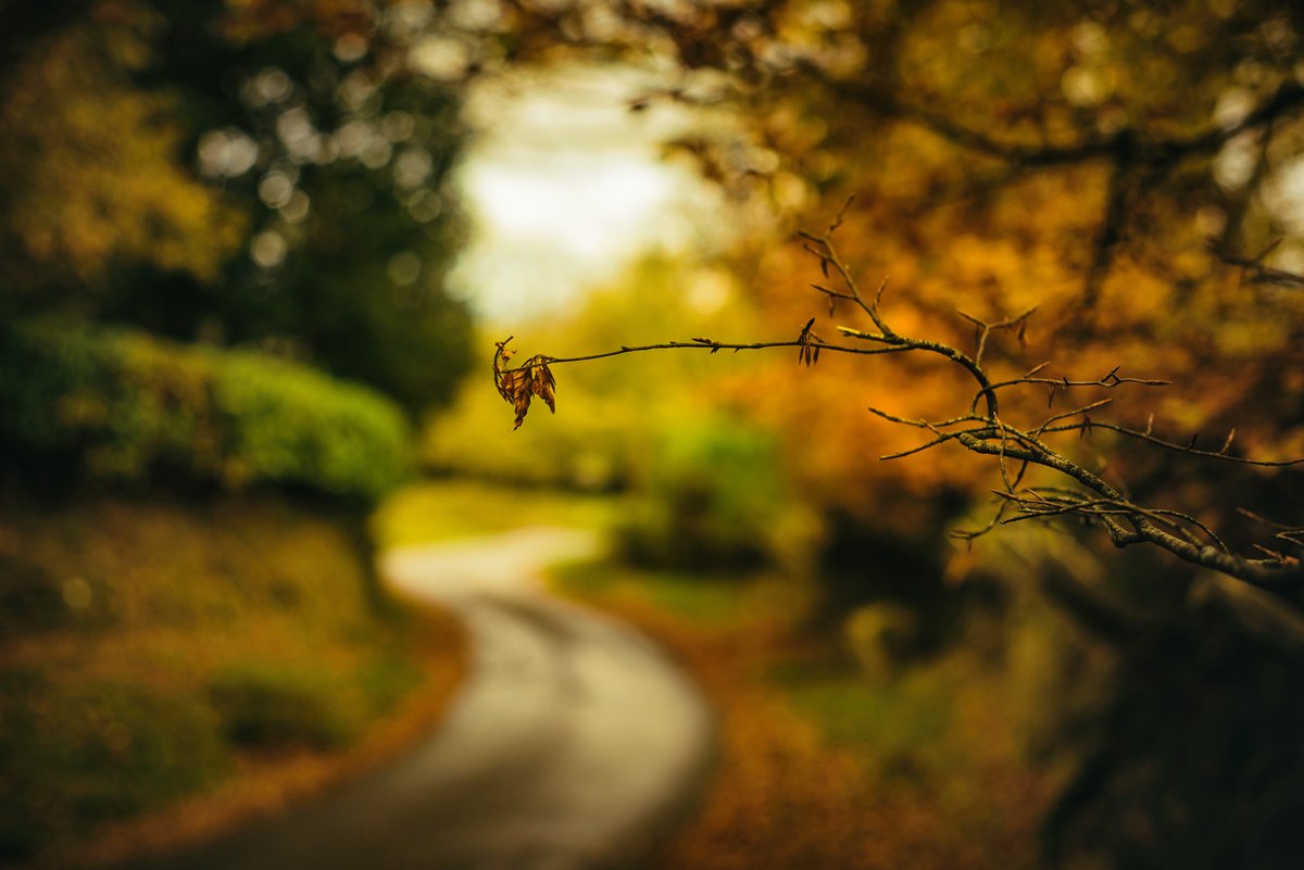 #Autumn colours at #Belstone #Village on #Dartmoor this morning 🍂 #Autumnal #LandscapePhotography #LegacyLens #SuperTakumar #SonyAlpha #DevonPhotographer #GoldenLight #DartmoorPhotographer #CountryLanes #EnglishCountryside #BritishCountryside
