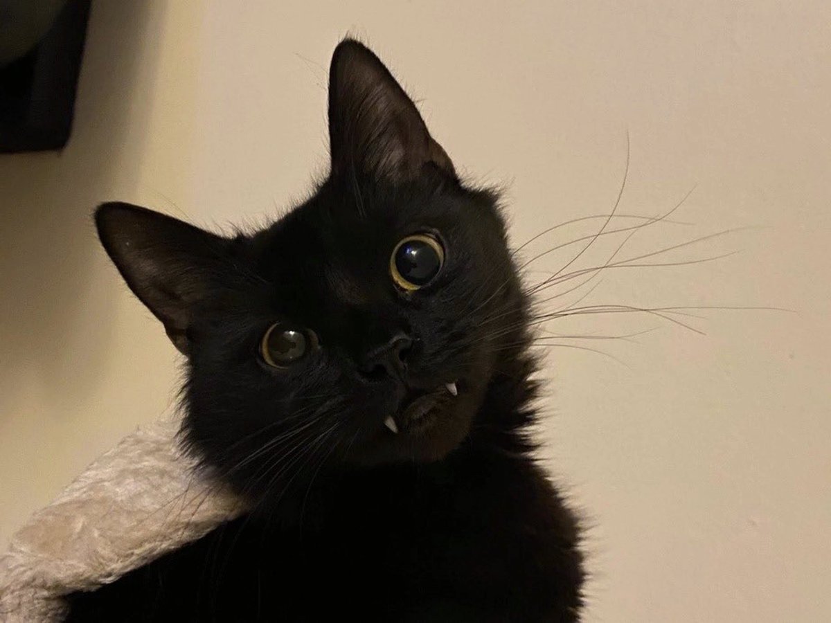 Obsessed with cats (@catssobsessed) on Twitter photo 