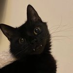 Photo by Obsessed with cats (@CatssObsessed)