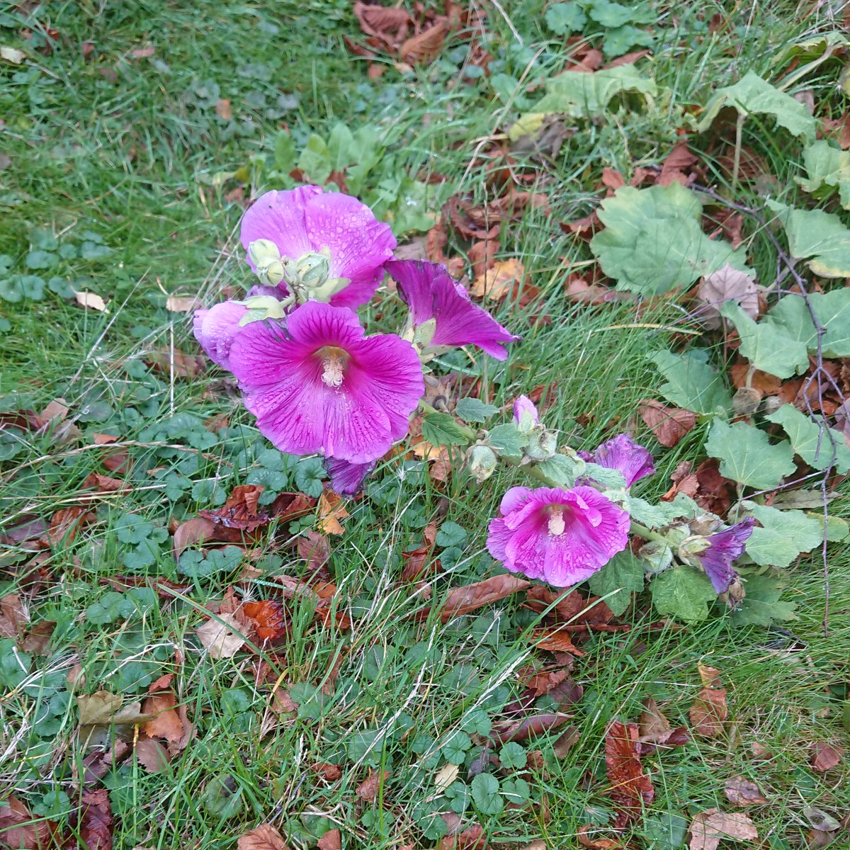 SDH Voluntary Services (@sdhvolunteering) on Twitter photo When the Hollyhocks are trying to hold on to the Summer <a href="/SalisburyNHS/">Salisbury Hospital</a> @maidofyorkshire <a href="/SDHRecruitment/">Salisbury Hospital Recruitment</a> #notwinteryet #stillinflower When the Hollyhocks are trying to hold on to the Summer <a href="/SalisburyNHS/">Salisbury Hospital</a> @maidofyorkshire <a href="/SDHRecruitment/">Salisbury Hospital Recruitment</a> #notwinteryet #stillinflower