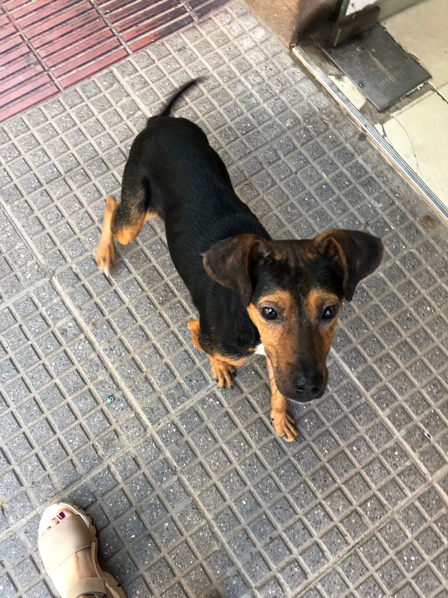 ⚠️Necesitamos hogar provisorio urgente para este gordito ⚠️
Solo lo retienen unas horas ‼️‼️
Si podes hacerle un lugar, escribinos!! 3584497367 o MD
Ayudanos a ayudar 🙏🙏🙏
Por favor, máxima difusión 🙏 
<a href="/VivireNuevaCba/">VivirenNuevaCórdoba®</a> <a href="/yo_nva/">YoVendoNvaCba</a> @en_guemes <a href="/adopcionescba/">Adopciones Córdoba</a>