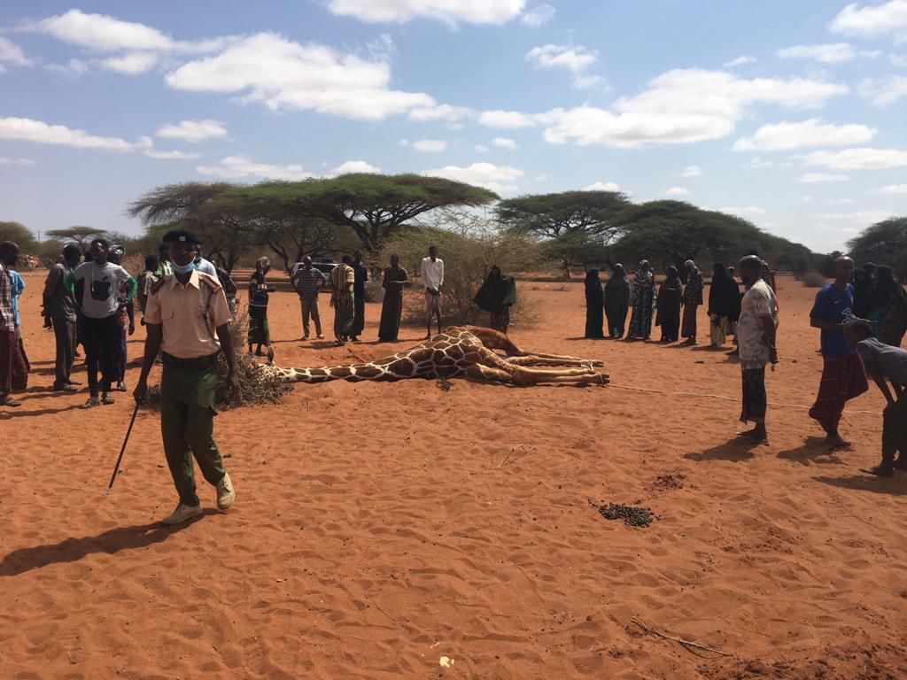 bradjrr's tweet photo. This is the second consecutive season the rains have failed in northern Kenya, a semi-arid part of the country, unlike the more fertile and greener south
#SomeoneTellCOP26 https://t.co/iOnn7EPQe6