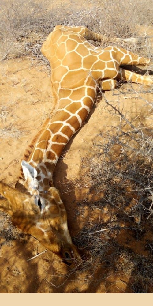 RoyalTrendia's tweet photo. The situation is more serious as the local flora and fauna, which are used to protect climatic conditions, struggle to survive.
#SomeoneTellCop26
@SabuliWildlife https://t.co/KRWuAdHESS