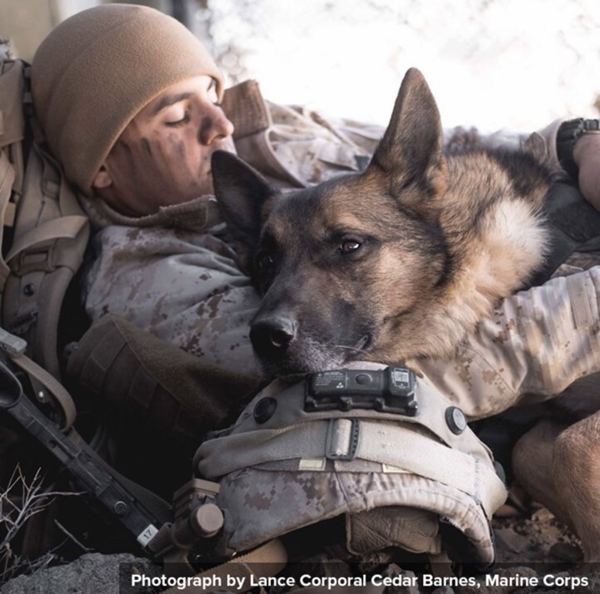 TonyLaRussa's tweet photo. I and ARFers celebrate Veterans’ Day as the most important holiday! Military men and women painfully fighting to preserve our freedoms for way too often and too costly! @ARFtweets https://t.co/wqCAR5XXTC