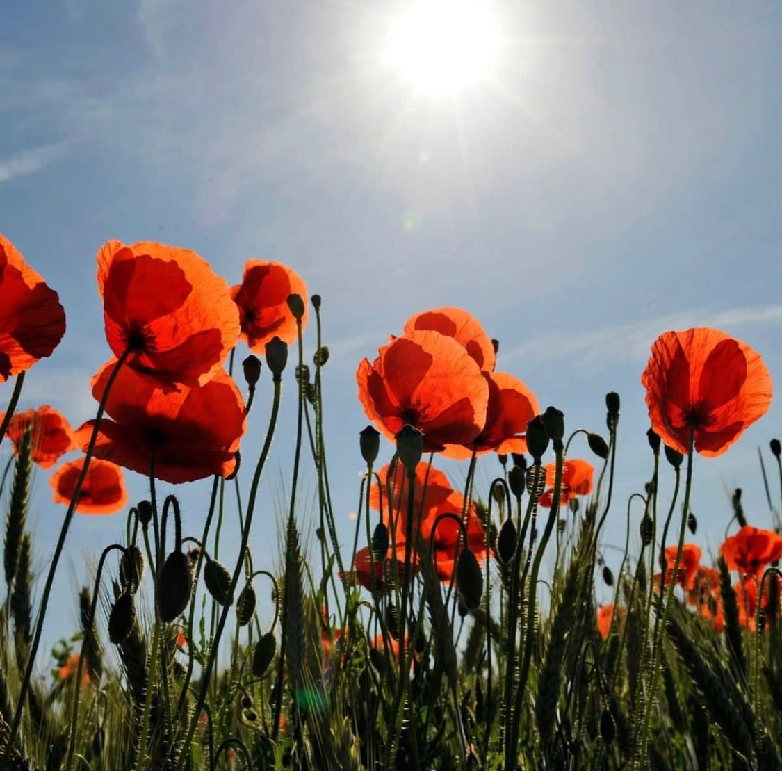 Highway_Toronto's tweet photo. Lest We Forget https://t.co/ZDpquqbr5P