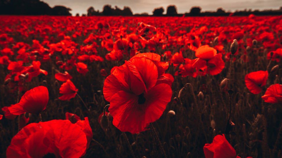 Join us as we honour the sacrifices of all those who served their country for our freedoms and draw inspiration from those who have gone before. 

It is a day for us to be still, to remember and to listen. Lest we never forget.