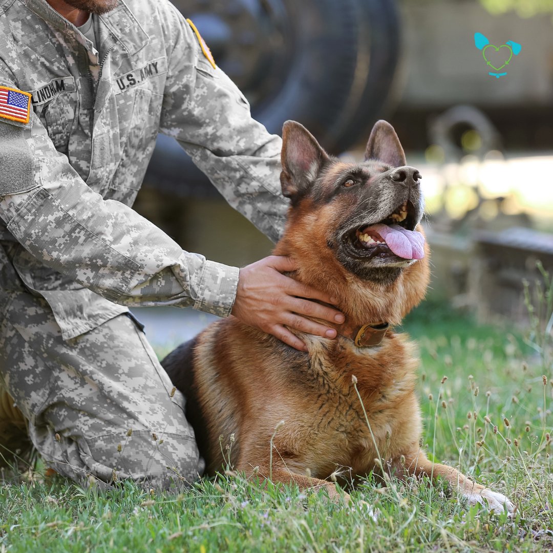 TheMicrobial's tweet photo. On Veterans Day, we honor the men and women who have served in our armed forces. Today, let's also take a moment to consider the military working dogs who have served beside them—and the service dogs who have become part of veterans’ post-military
lives. https://t.co/UXEZnVJDJL