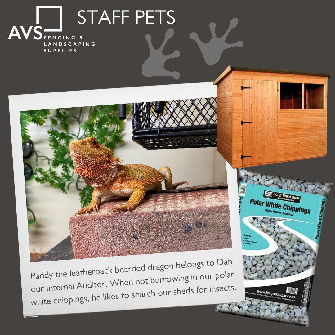 avsfencing's tweet photo. It’s Thursday so it must be time for AVS staff pets. 🐾🐾🐾
This week say hello to Paddy the Leatherback Bearded Dragon.
#petsatwork #staffpets #fencing #landscaping #beareddragon #leatherbackbeardeddragon #polarchippings #shed #decorativeaggregates https://t.co/poaRBdqNil