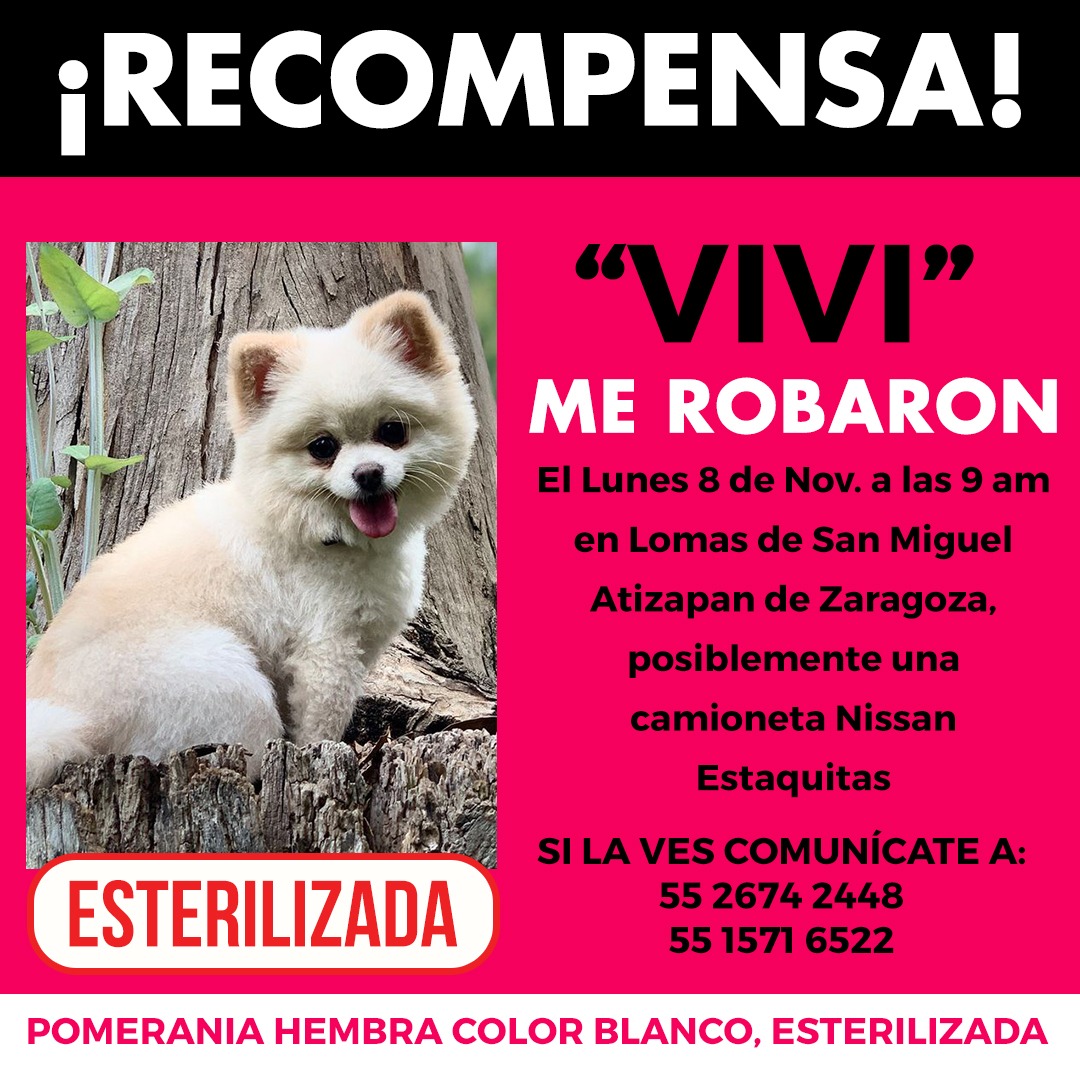 Seguimos buscando a nuestra querida VIVI que fue robada  en el estado de México.
<a href="/alfredodelmazo/">Alfredo Del Mazo</a> <a href="/Hdelacuadra1/">Hugo de la Cuadra</a> @PedroR_Villegas <a href="/C5Edomex/">C5 Estado de México</a>
#Vivi <a href="/PpEncontradosMx/">PerrosEncontrados</a> @CaninaAmber <a href="/PrrosPerdidosMX/">PerrosPerdidosMx</a> <a href="/C5Edomex/">C5 Estado de México</a> #estadodemexico <a href="/GobAtizapan/">Gobierno de Atizapán de Zaragoza</a> <a href="/Atizapanvecinos/">Vecinos de atizapan</a> @AtizaDenuncia <a href="/PoliciaAtizapan/">Policía Atizapán</a>