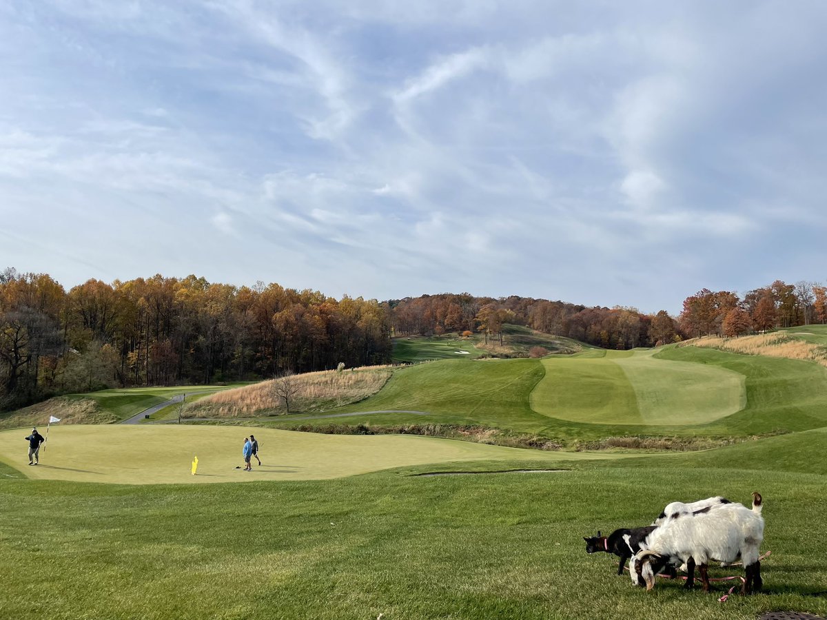alangfitz's tweet photo. Something doesn’t feel right @ledgerockgc it’s not snowing for the #goatcup
#golf #greenkeeping https://t.co/2vFu1Ds5kI