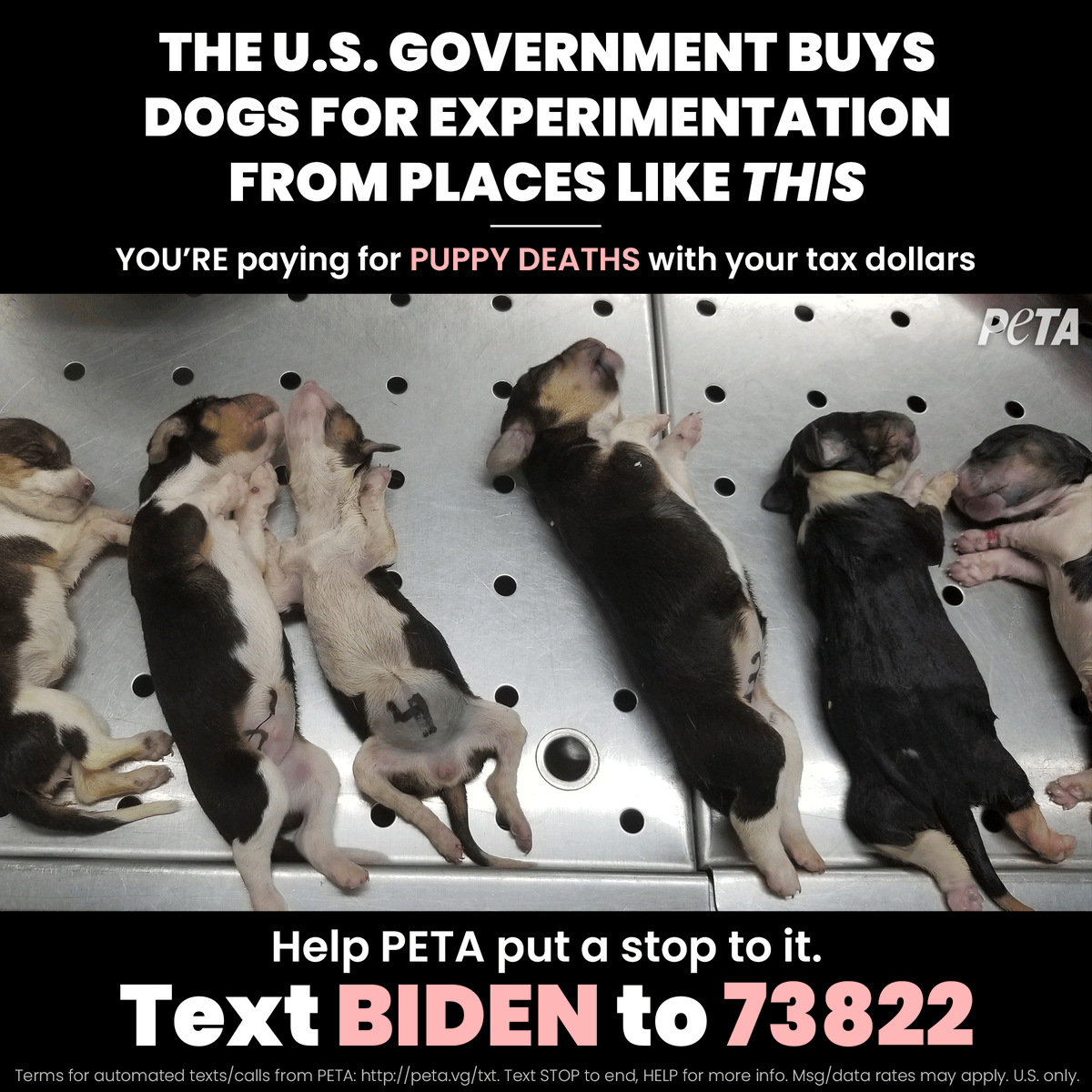 Do You Pay Tax On Breeding Dogs