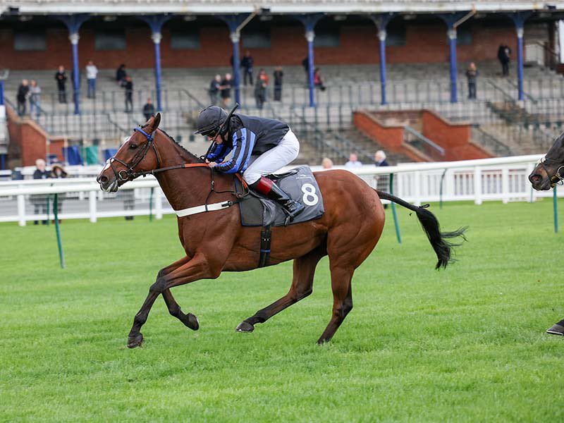 TheHorsesMout15's tweet photo. Shares in Killane selling fast
🐎 £39 per share
🐎 trained by @donaldmccain 
🐎 presentation pack
🐎 owners badges ballots
🐎 prizemoney shared 
#TheHorsesMouthRacingClub #Killane #DonaldMcCain https://t.co/mfe2lkNt2F