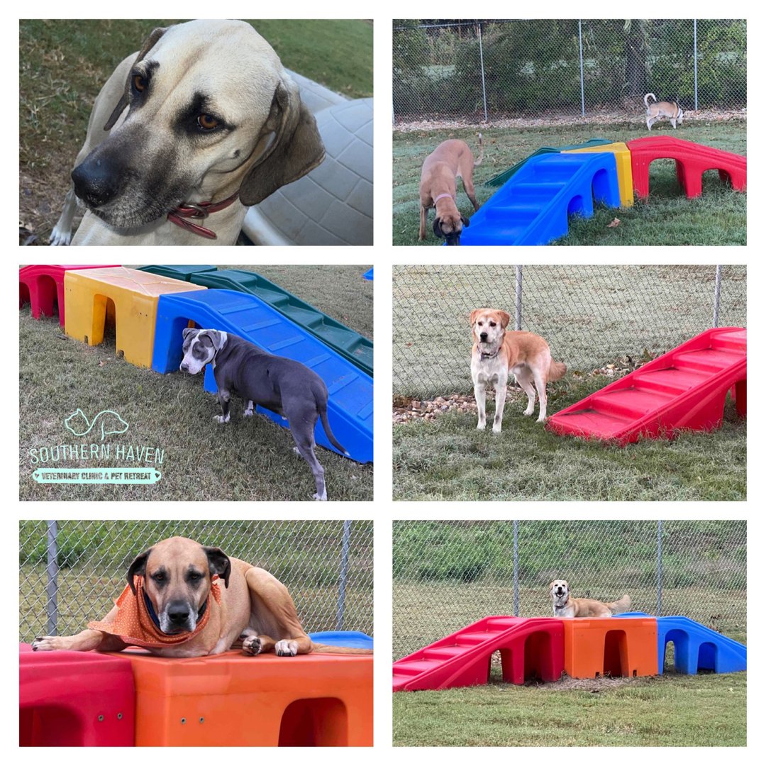 DrEm_HavenVet's tweet photo. Sleepy, chill vibes at the #SHVC••DOGGIE••DAYCARE PLAYGROUND this morning! 🥱🐾🤍⛅️ ☕️ 🍂 

#doggiedaycare #luxuryboarding https://t.co/ByMxqKVJR4