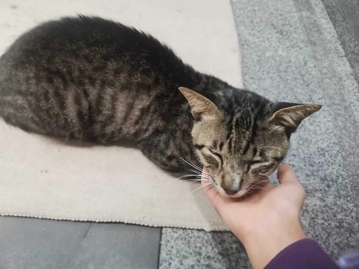 MiaLinFJD's tweet photo. Well fed and getting fat.
We have a bunch of good neighbor https://t.co/WNi1BN33LP