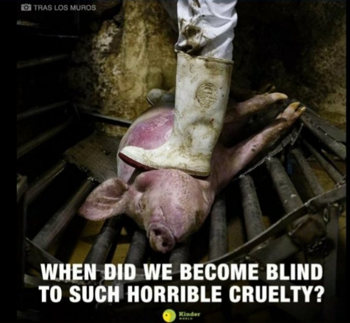 ElsaC76's tweet photo. When did we become blind to such horrible cruelty? 💔 Go #Vegan for them👇 https://t.co/32MQ7VXdGd