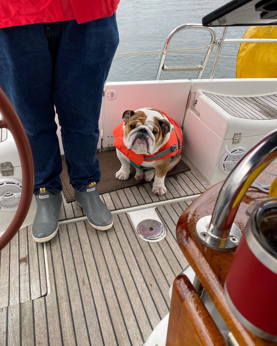 JeanneauAmerica's tweet photo. Is he excited or upset for an afternoon sail?! We vote excited! 🤣
📷 @svkeala #boatlife #boatdogs #sailingdogs #englishbulldogs #jeanneauowners #jeanneau #sailing https://t.co/YMd0804G46