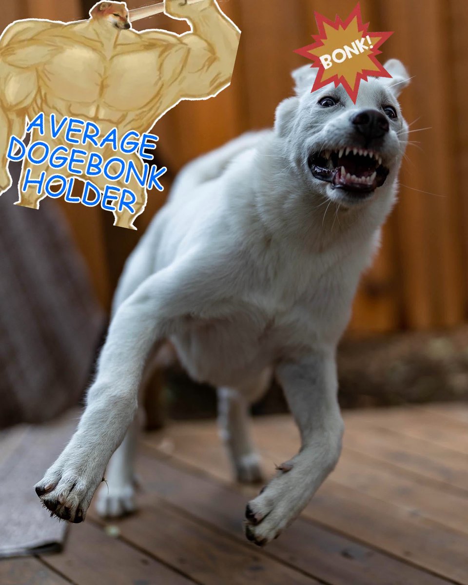 swagkodak's tweet photo. #dogebonk #DOBO #dobopoem shibs and doges don't know what to do... come to DOBO it will 4x for you https://t.co/75RzcYcqFX